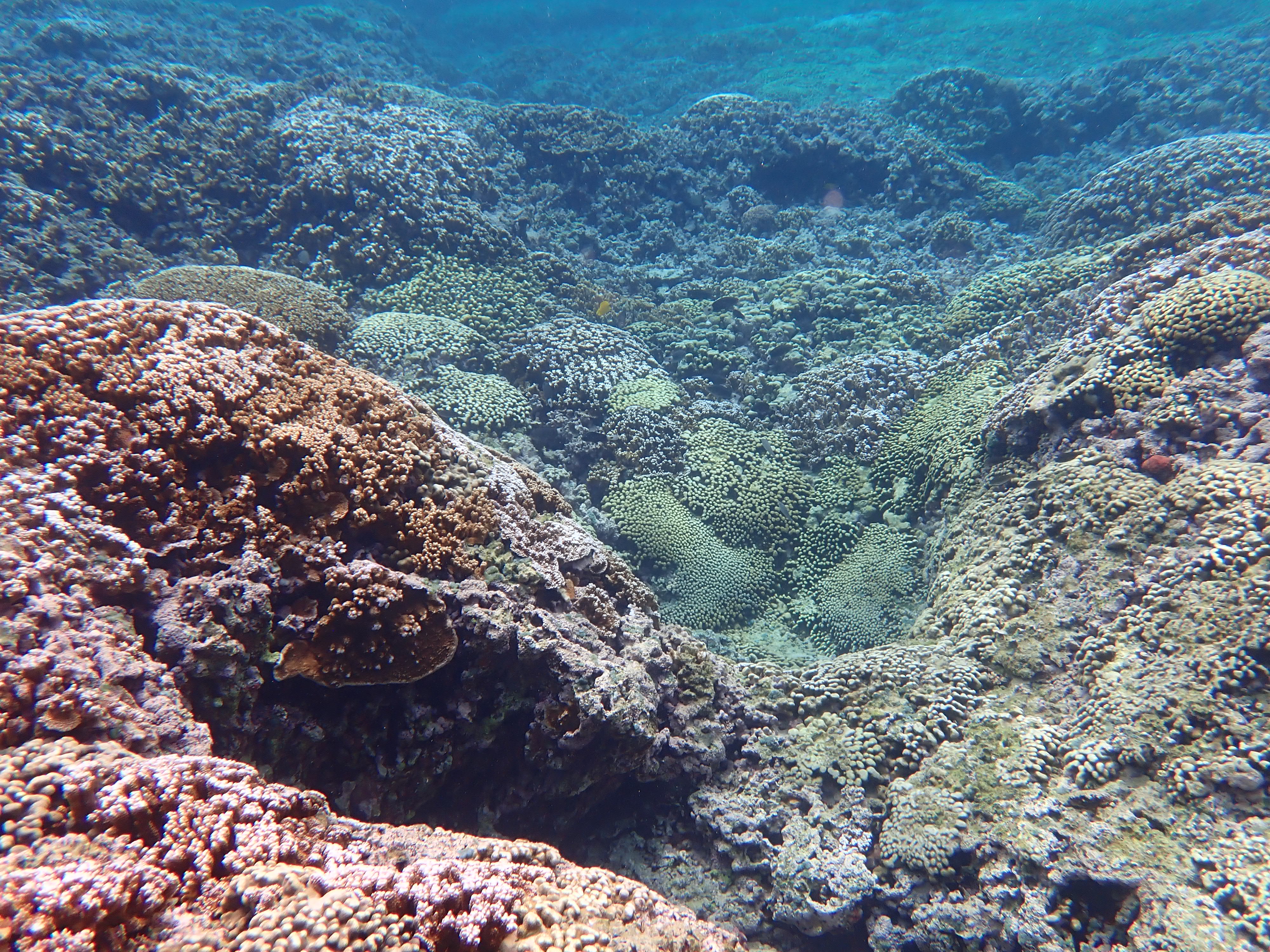 Kāne'ohe Bay field collections
