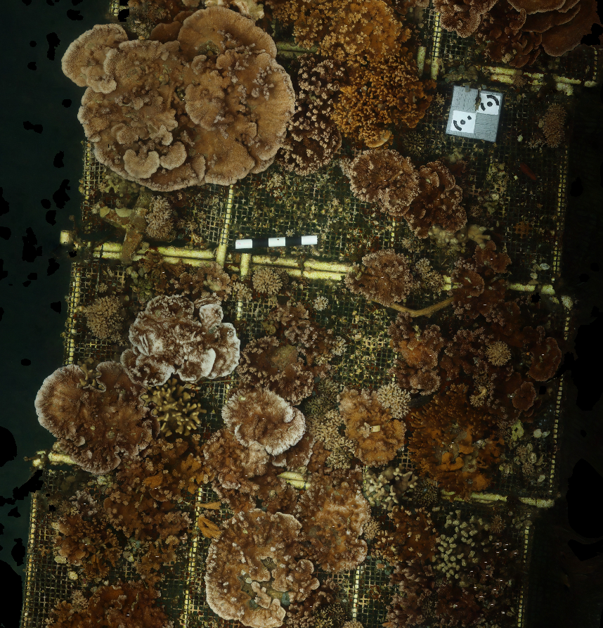 Nursery coral colonies