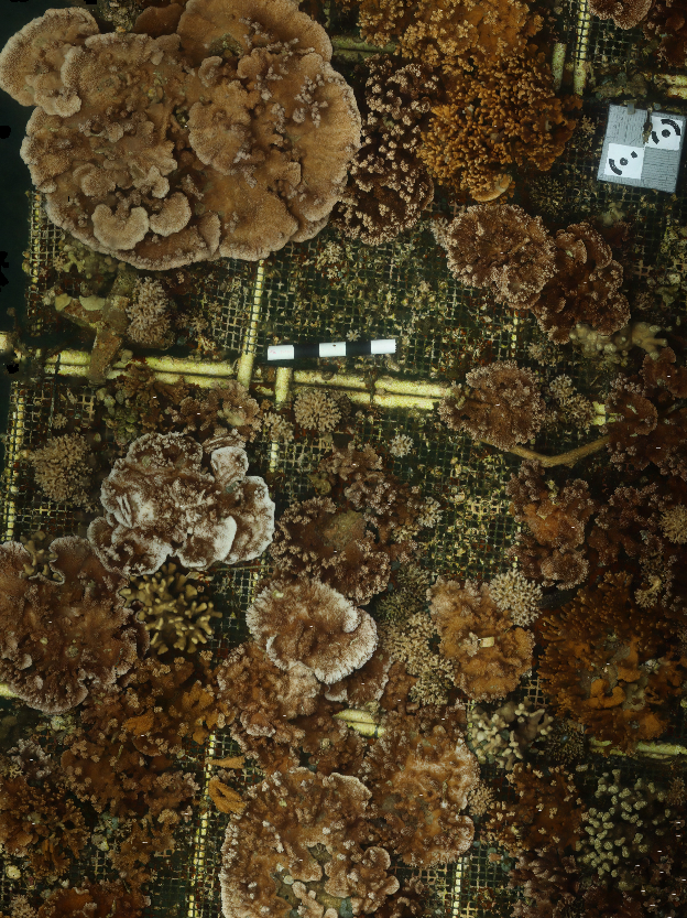 An Orthmosaic with Corals