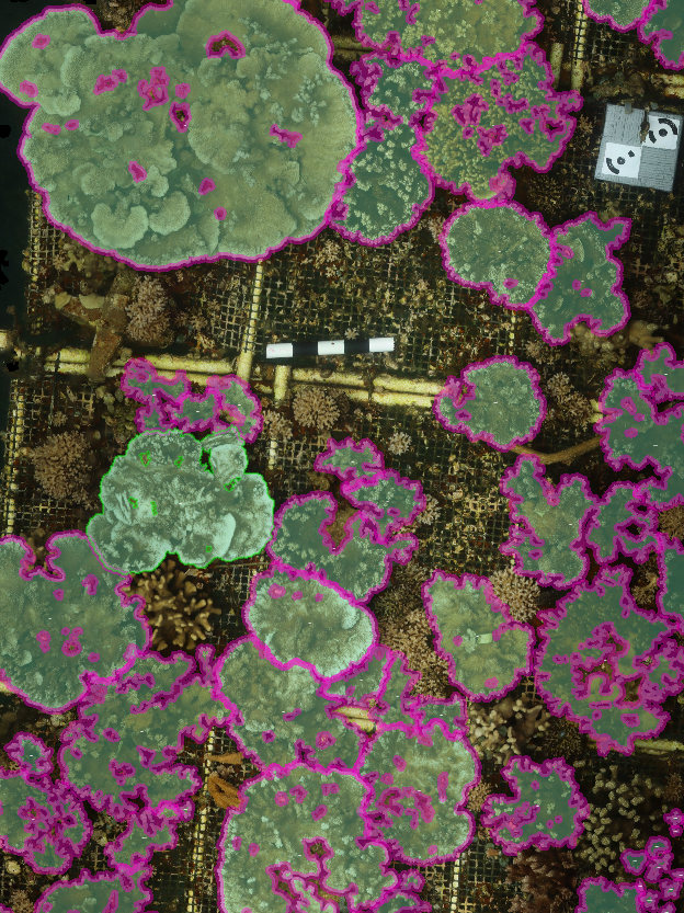 An Orthmosaic with Outlined Corals