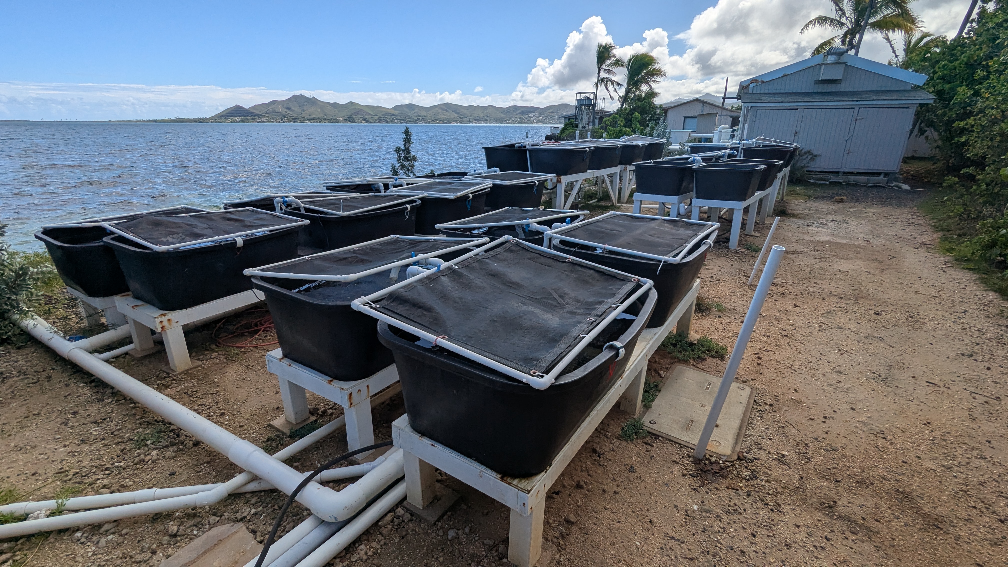 Flow-through seawater tanks